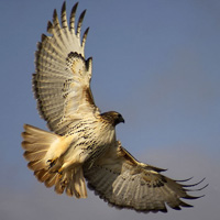 1308024283 du-lich-the-gioi-dong-vat